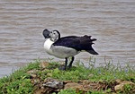 duck, bird, knob-billed duck