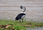 duck, bird, knob-billed duck