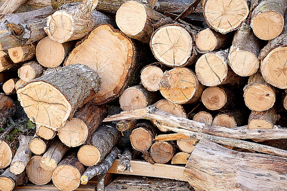 植物 树 枝杈 - Pixabay上的免费照片 - Pixabay