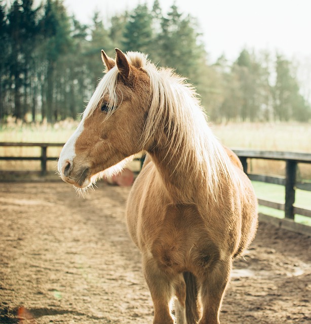Free Horse Animal photo and picture