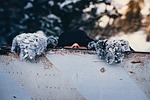 people, man, nose
