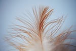 feather, leaves, bird