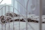 bed, room, steel