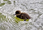 animal, ducklings, water bird