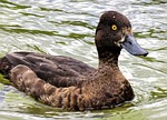 animal, duck, diving duck