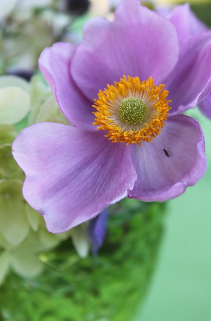 Gartenblume, Natur, Garten, Sommerblume