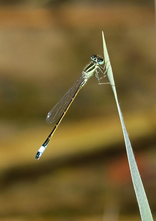 Dragonfly Damselfly Leaf - Free photo on Pixabay