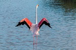 flamingo, flamingos, france