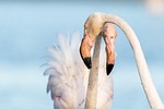 flamingo, flamingos, france