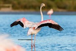 flamingo, flamingos, france