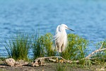 little egret, white heron, screaming birds