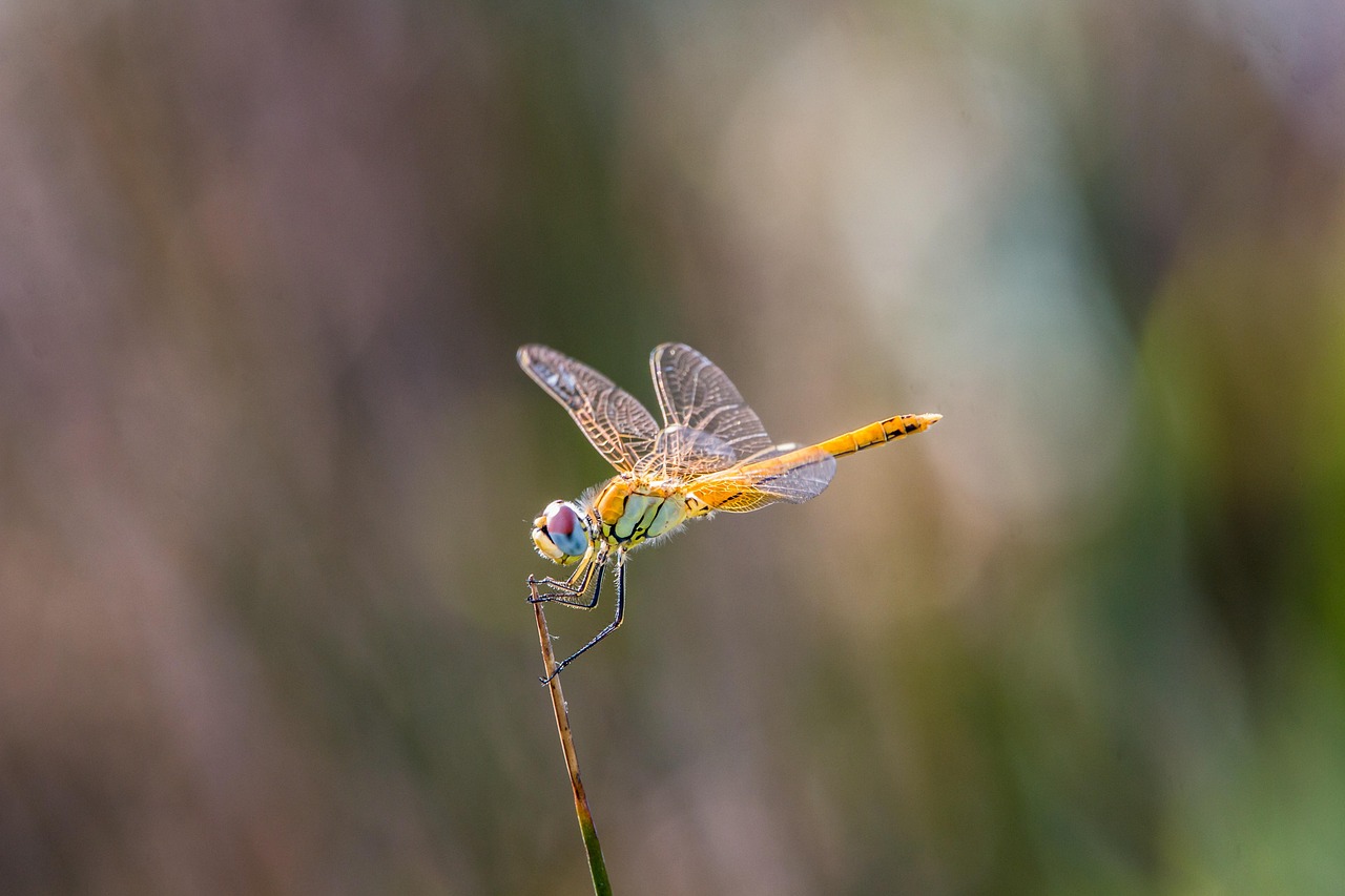 Dragon-Fly Golden Dragonfly Macro - Free photo on Pixabay