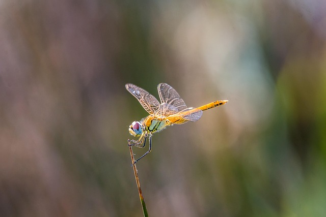Download free HD stock image of Dragon-Fly Golden Dragonfly Free Dragon-Fly Golden Dragonfly photo and picture