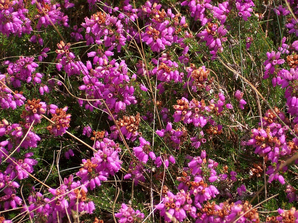 石南花 湖的Chèze - Pixabay上的免费照片 - Pixabay