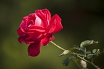 flower, rose, love