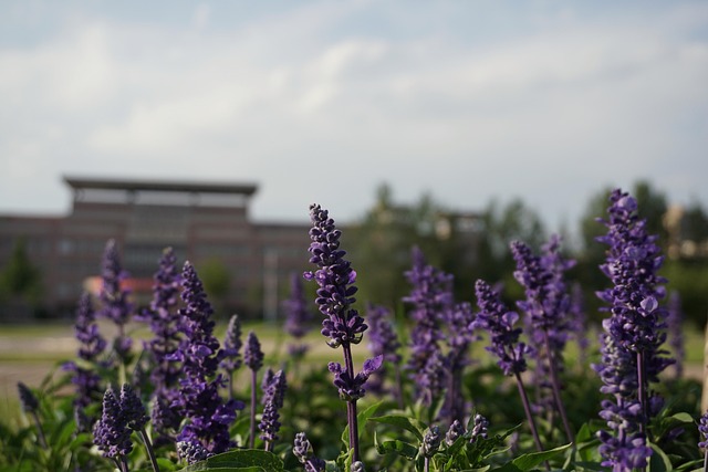 Free Grassland Lavender photo and picture