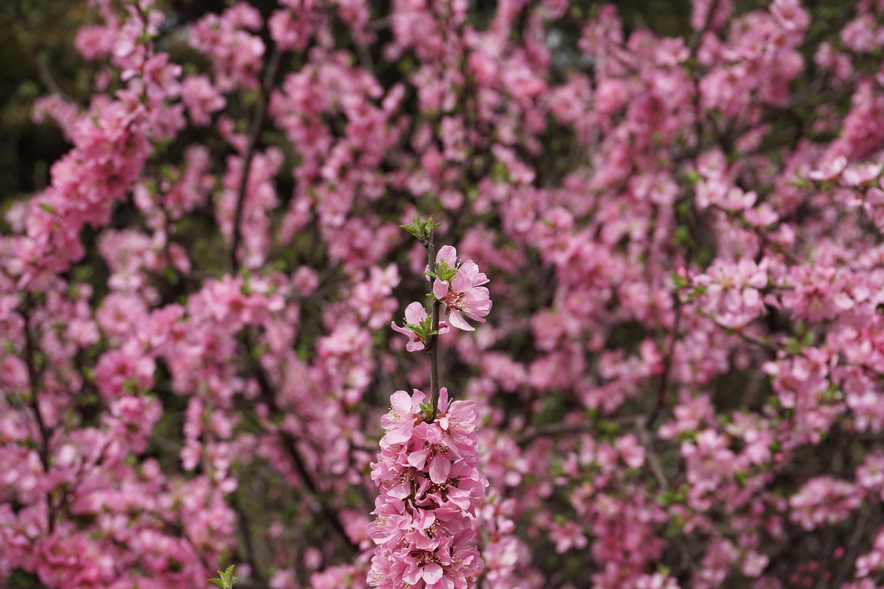 花 花丛 - Pixabay上的免费照片 - Pixabay