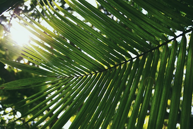 Free Leaves Green photo and picture