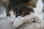 cat, sleep, tired