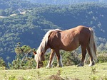 horse, mountain, horses