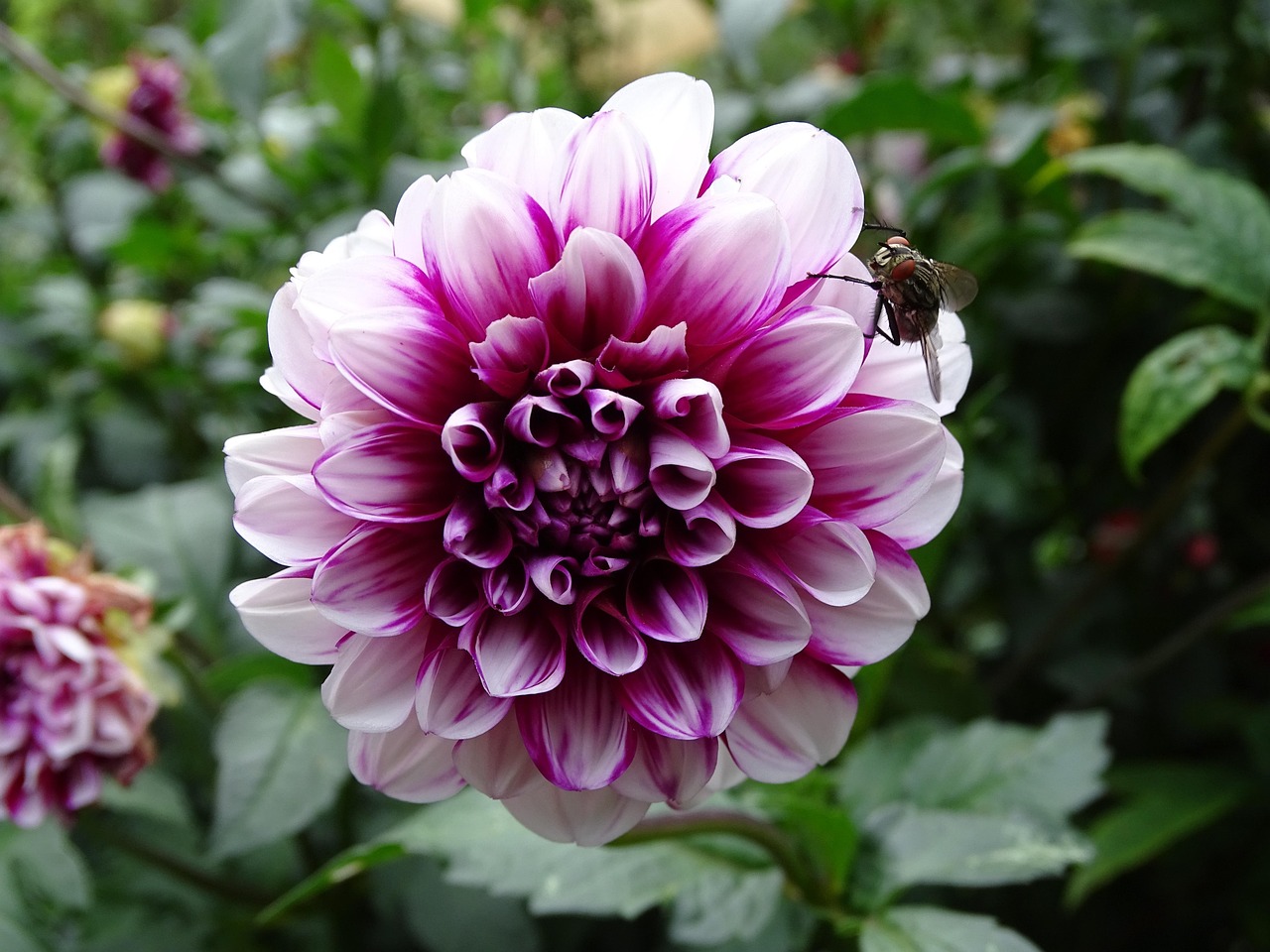 Flyve Dahlia Blomster Gratis Foto P Pixabay Pixabay flyve-dahlia-blomster-gratis-foto-p-pixabay-pixabay