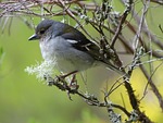 madeira, ile, bird