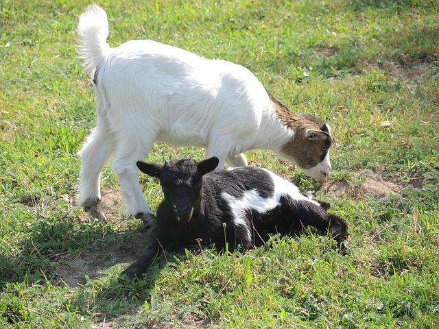 Ziege Zwerg, Tiere, Natur