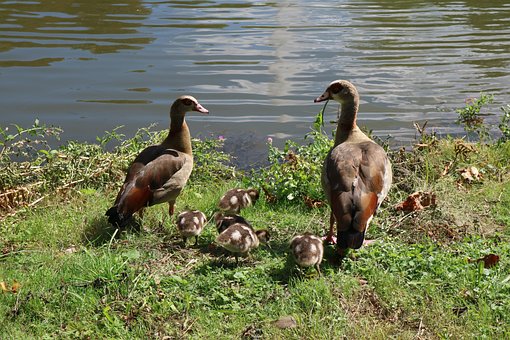 53+ Gambar Bebek Peking Paling Hist 53+ Gambar Bebek Peking Paling Hist