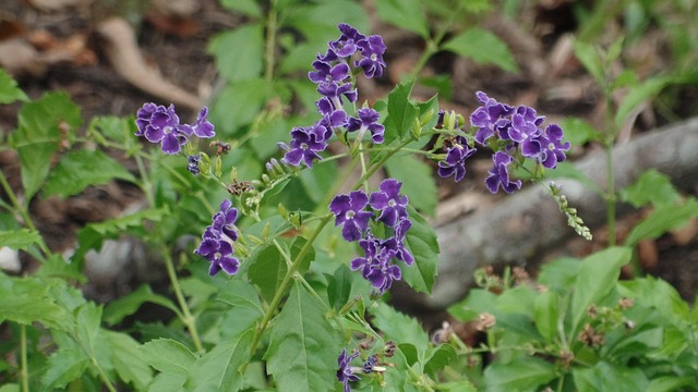 Free Garden Purple photo and picture