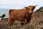 highland, cow, cattle