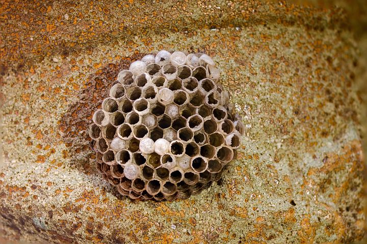Nid Insecte Plus de 200 photos gratuites de Wasp Nest et de Nid - Pixabay
