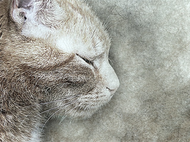 Free cat pet art illustration