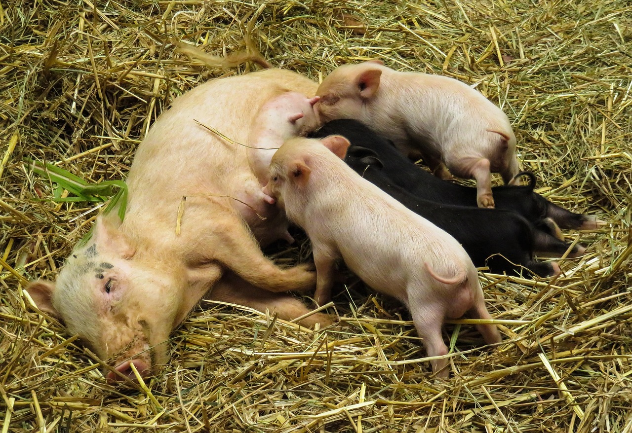 Animaux Porc Cochon Domestique - Photo gratuite sur Pixabay - Pixabay