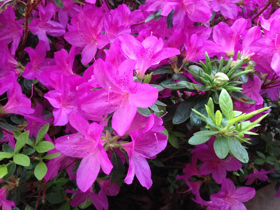 Azalea Flor Rosado - Foto gratis en Pixabay - Pixabay