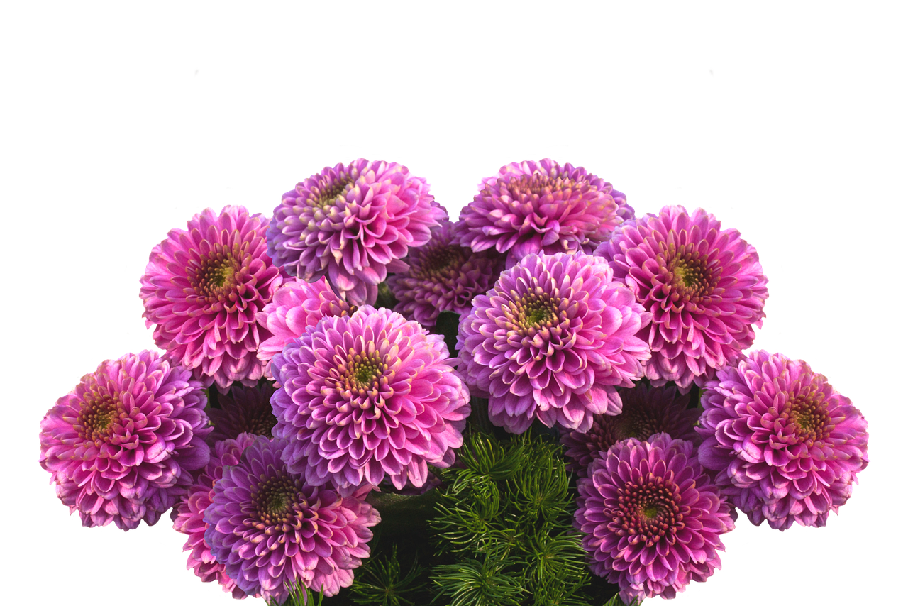 Dahlias - free online jigsaw puzzle photo