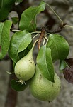 pears, green, fruit