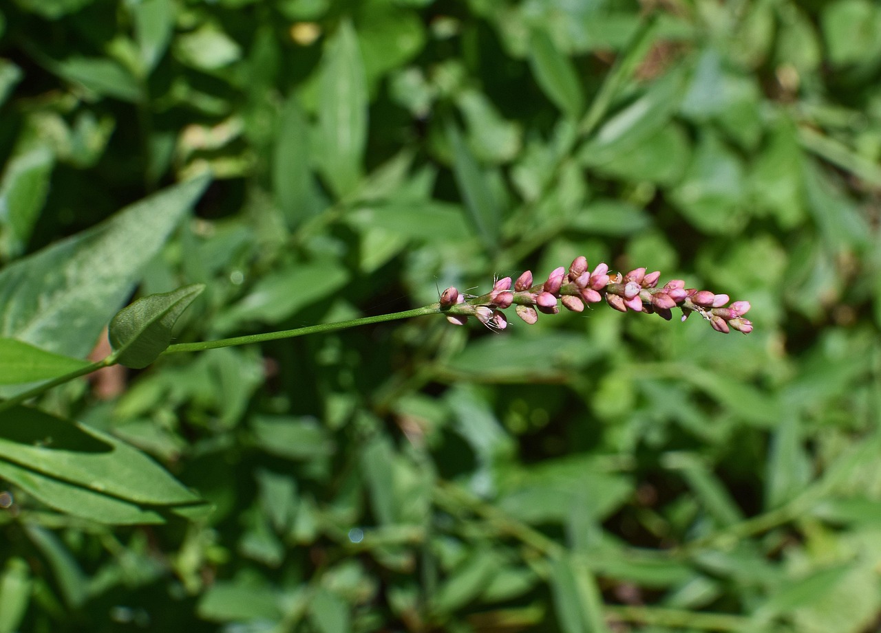 Smartweed - free online jigsaw puzzle photo