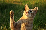 cat, mackerel, paw