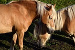 haflinger, horse, animal