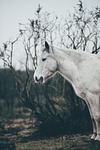 white, gorse, animal