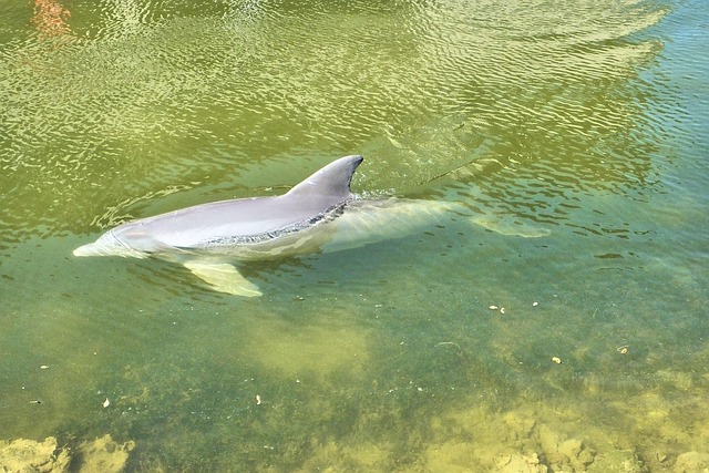 Free Dolphins Florida photo and picture