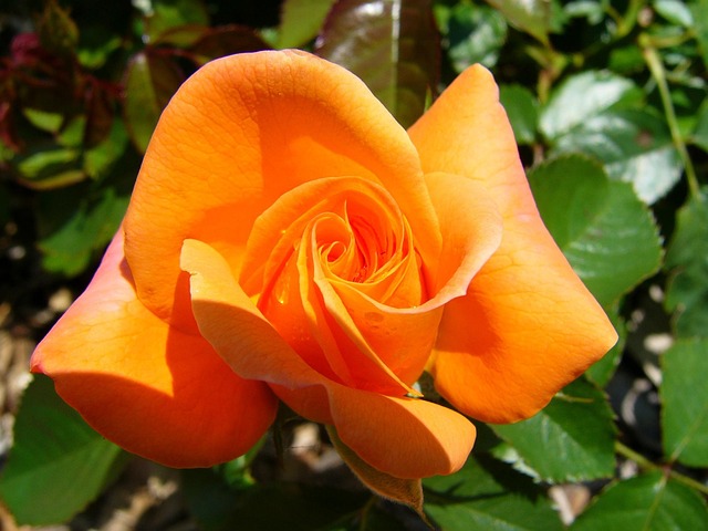 Free Orange Rose photo and picture