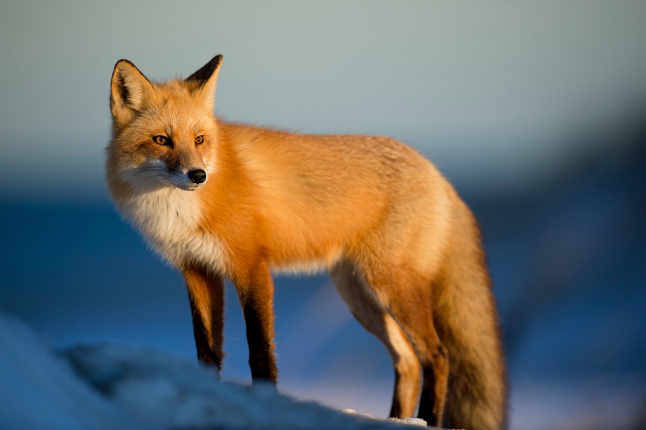 4 000 Of The Best Fox Pictures Images In HD Pixabay 4 000 Of The Best Fox Pictures Images In HD Pixabay