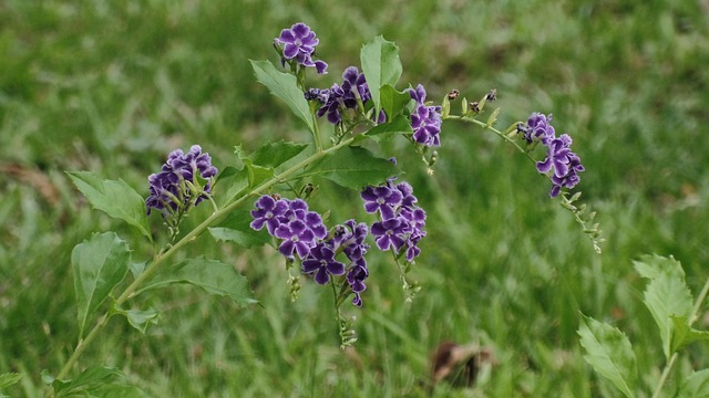 Free Flower Garden photo and picture