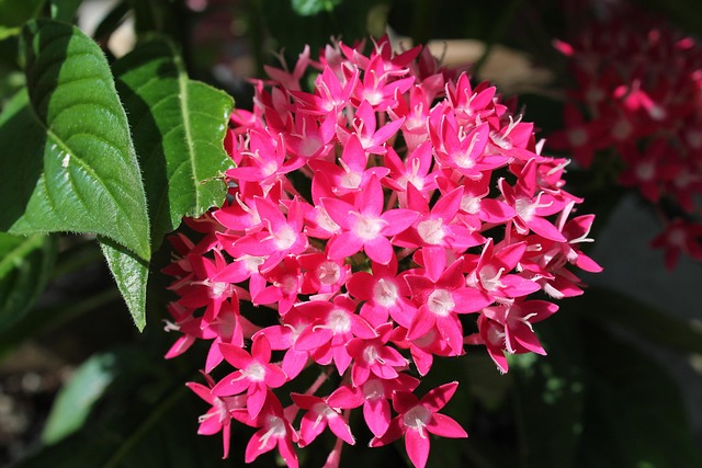 Free Flower Plant photo and picture