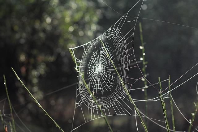 Free Spider Web photo and picture