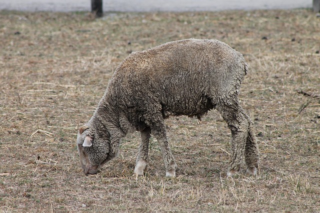 Free Sheep Graze photo and picture