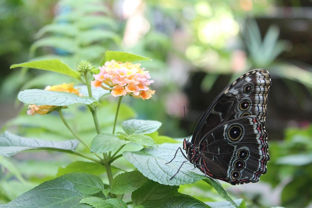 Free Butterfly Flower Wallpaper photo and picture