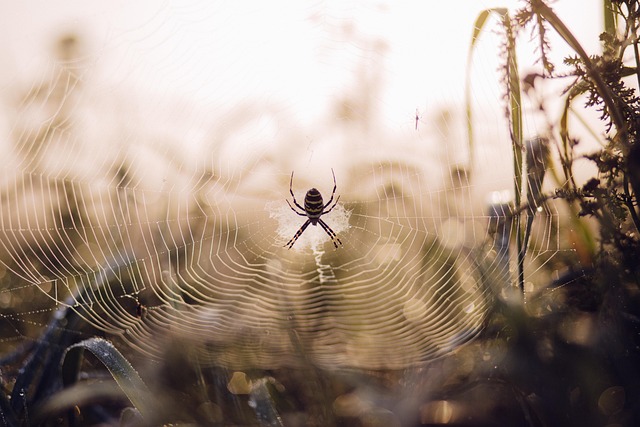 Araña Web Insecto - Foto gratis en Pixabay - Pixabay