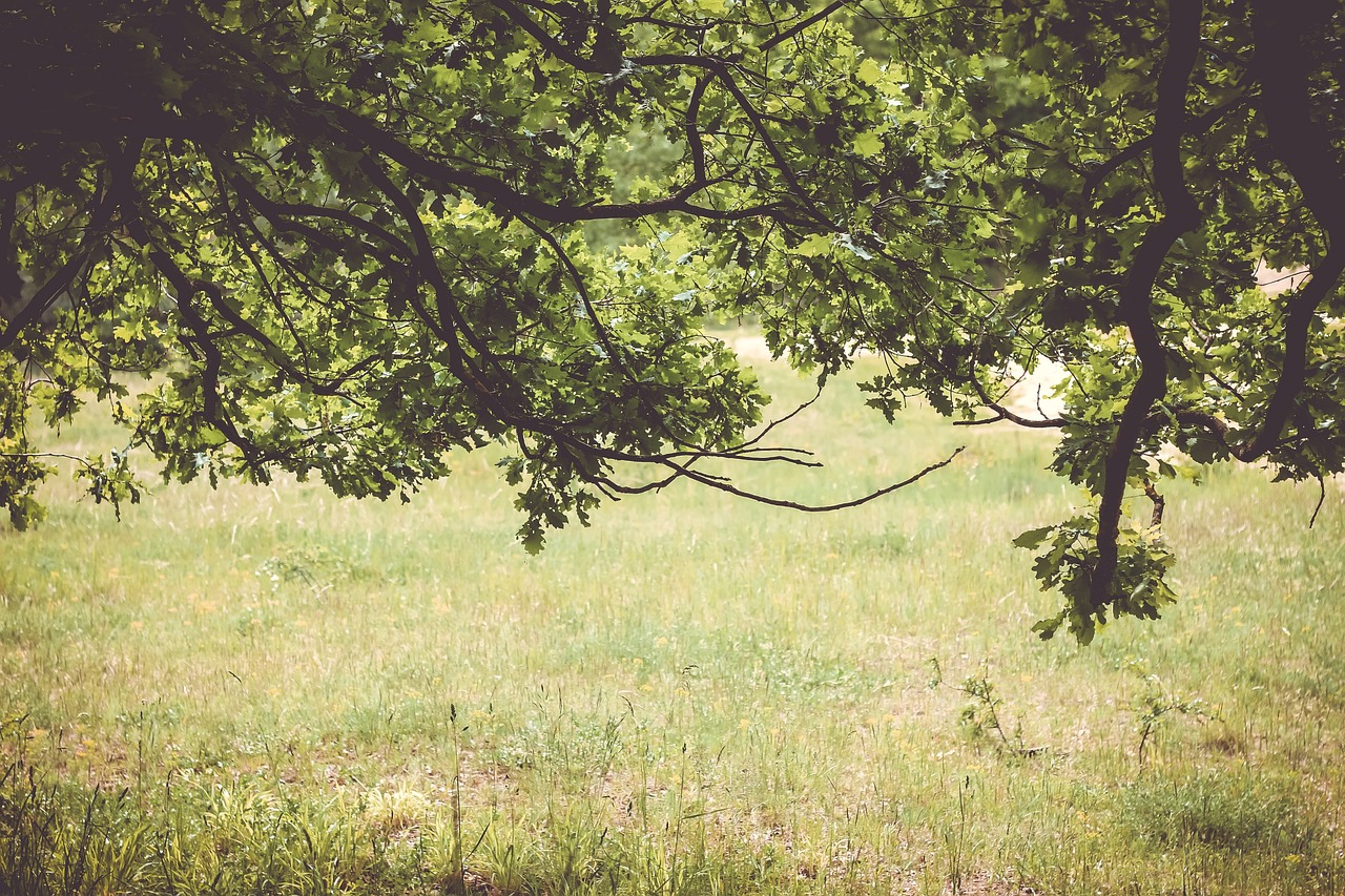 Vert Prairie Des Arbres - Photo gratuite sur Pixabay - Pixabay